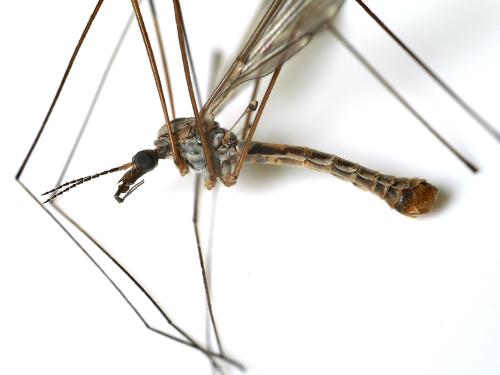 Tipula confusa